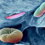 کانی سازی زیستی یا بیومینرالیزاسیون - Biomineralization