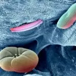 کانی سازی زیستی یا بیومینرالیزاسیون - Biomineralization